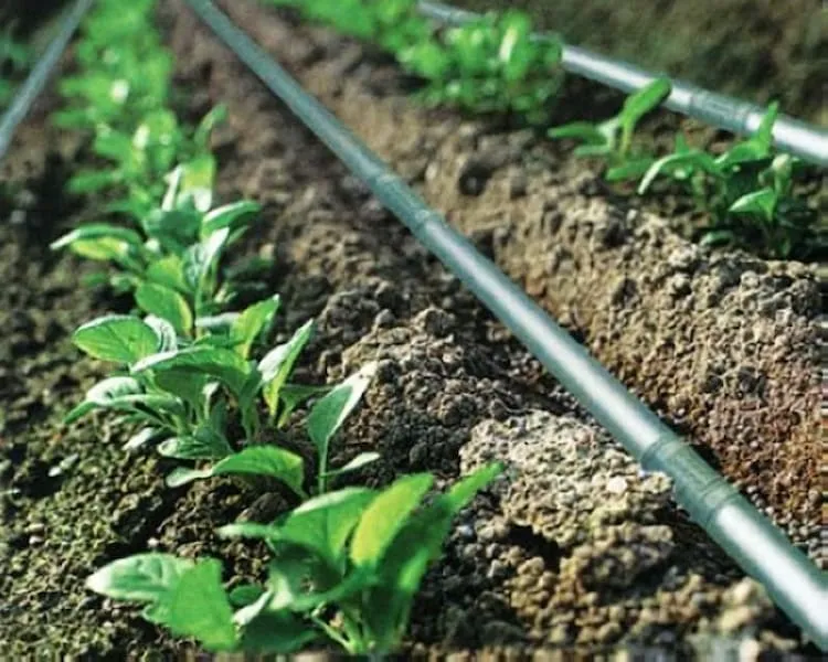 قیمت خرید نوار آبیاری قطره ای + آموزش